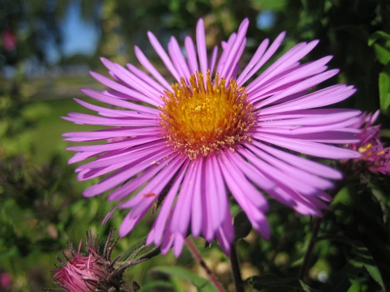 Aster