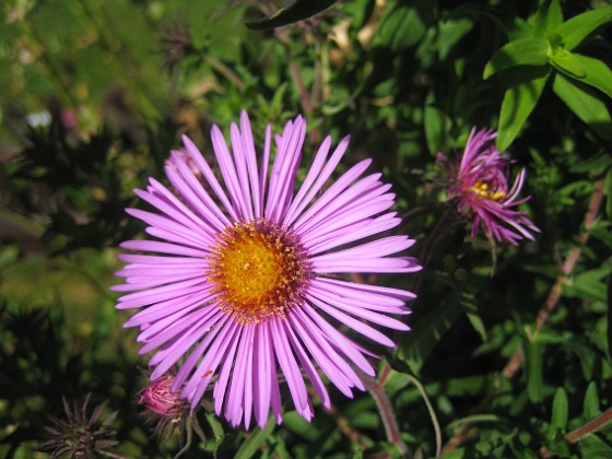 Aster