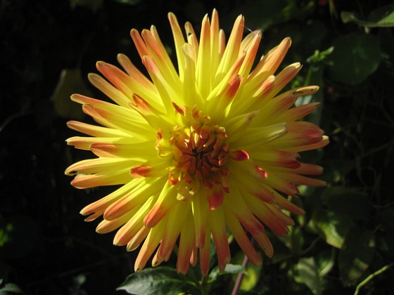 Dahlia 
