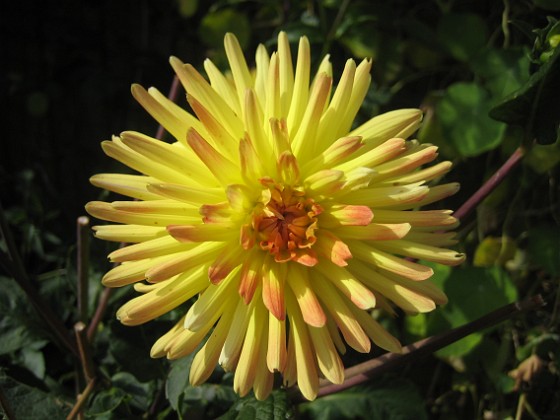 Dahlia