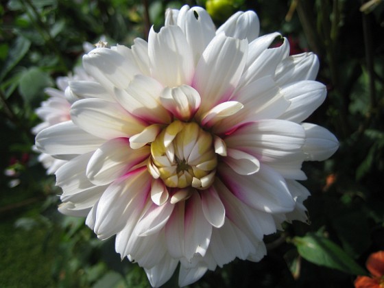 Dahlia