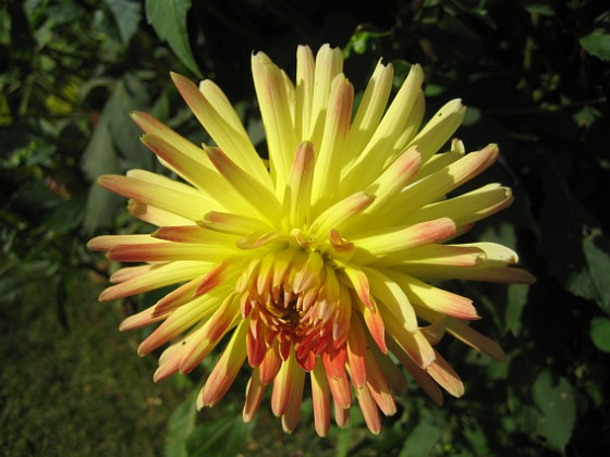 Dahlia