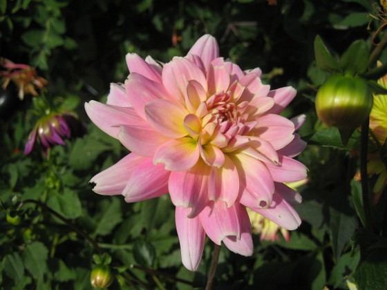 Dahlia 
