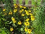 Strålrudbeckia