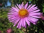 Aster