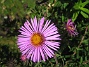 Aster  
  
2013-08-27 IMG_0017