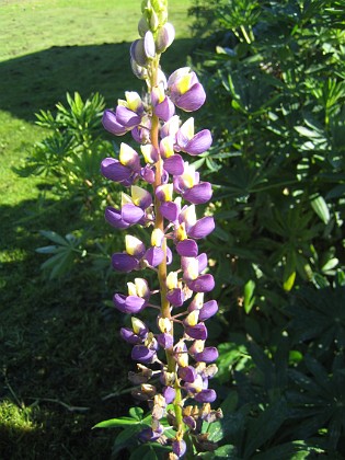 Lupin  
  
2013-09-21 IMG_0005  
Granudden  
Färjestaden  
Öland