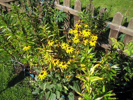 Strålrudbeckia {  } 