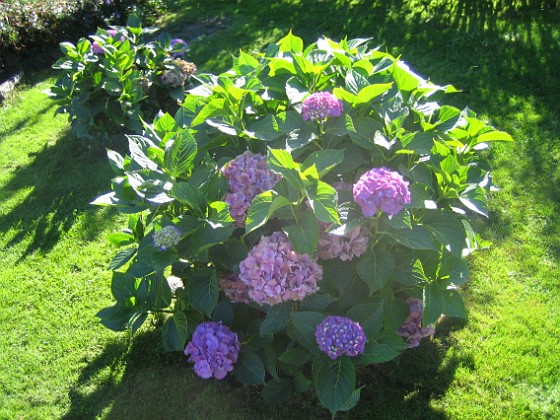 Hortensia  
  
2013-09-21 IMG_0017  
Granudden  
Färjestaden  
Öland