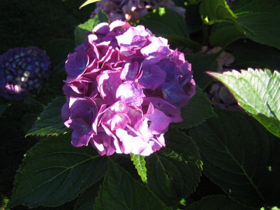 Hortensia {  } 