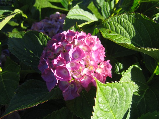 Hortensia 
