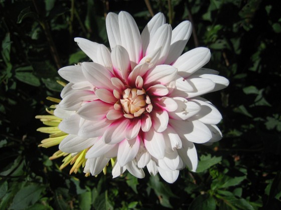 Dahlia