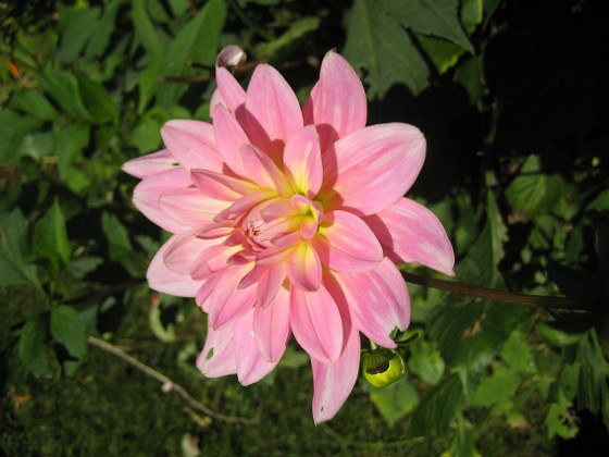 Dahlia 
