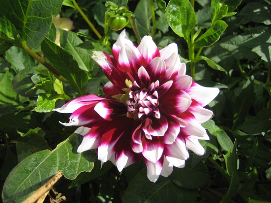 Dahlia 
