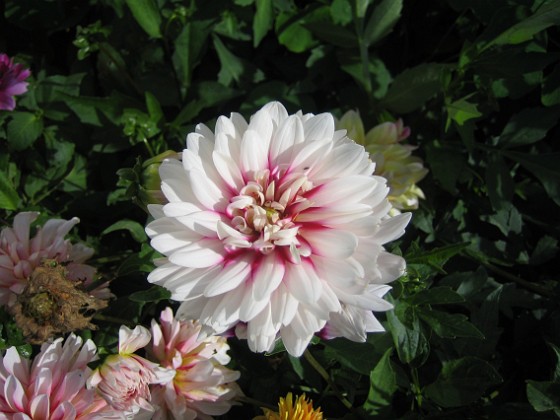 Dahlia 
