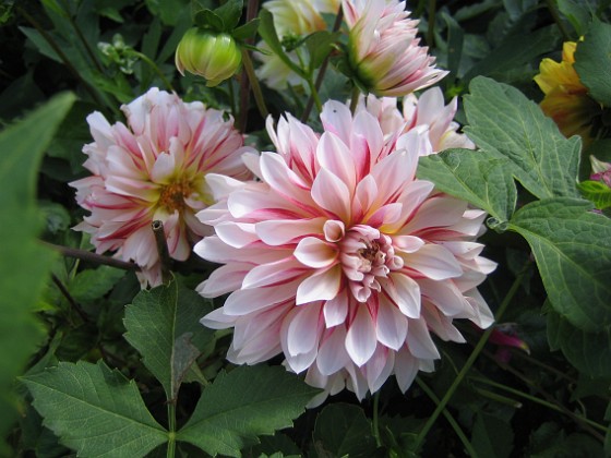 Dahlia 
