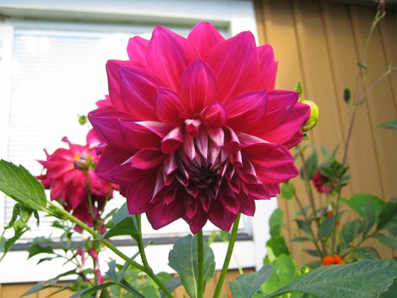 Dahlia 
