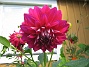 Dahlia