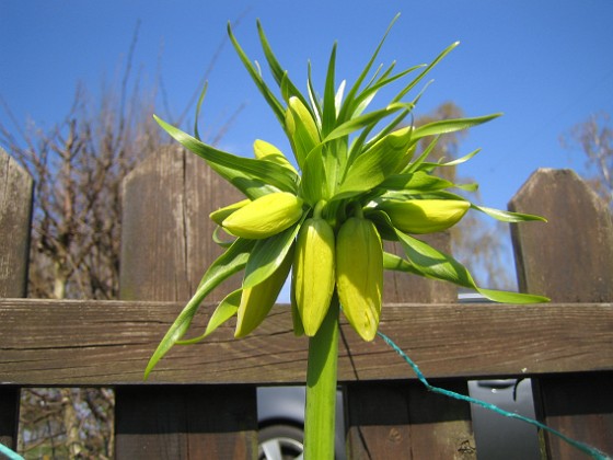 Kejsarkrona - Fritilaria Imperialis  
En Kejsarkrona som inte riktigt slagit ut ännu.  
2014-04-20 IMG_0010  
Granudden  
Färjestaden  
Öland