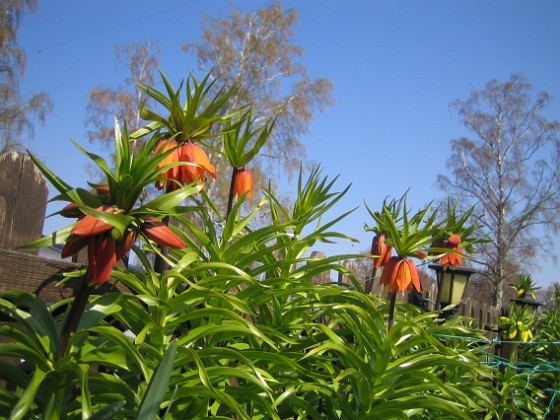 Kejsarkrona - Fritilaria Imperialis { Lite röda Kejsarkronor som börjat slå ut. Det är märkligt egentligen för jag får bara blommor på max hälften av mina Kejsarkronor. } 