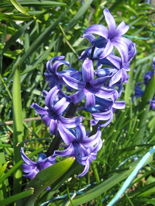 Hyacint { En blå Hyacint. Den är väldigt blå! } 