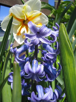 Hyacint och Narciss 
Blått och vitt.