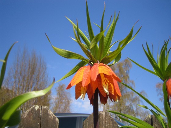 Kejsarkrona - Fritilaria Imperialis 
