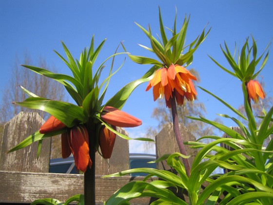 Kejsarkrona - Fritilaria Imperialis