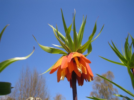 Kejsarkrona - Fritilaria Imperialis 
