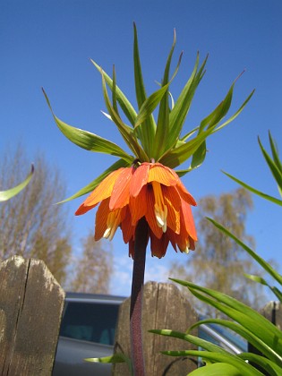 Kejsarkrona - Fritilaria Imperialis 
