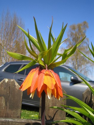 Kejsarkrona - Fritilaria Imperialis {  } 