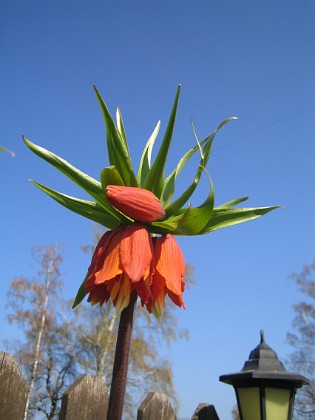 Kejsarkrona - Fritilaria Imperialis {  } 