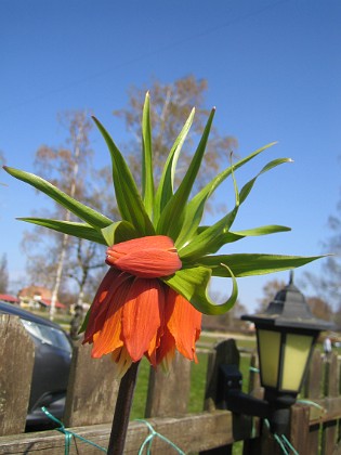 Kejsarkrona - Fritilaria Imperialis 
