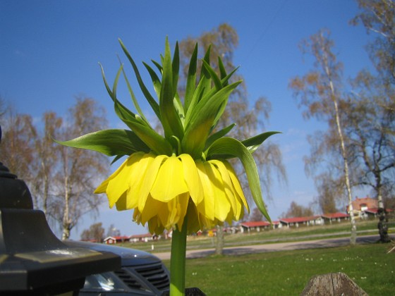 Kejsarkrona - Fritilaria Imperialis 
