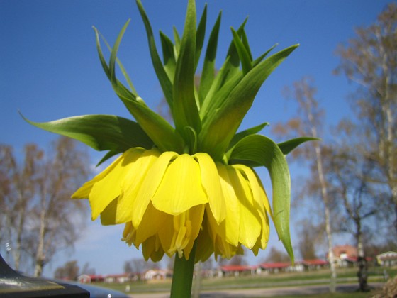 Kejsarkrona - Fritilaria Imperialis {  } 