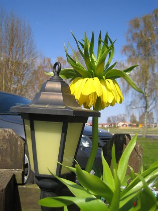 Kejsarkrona - Fritilaria Imperialis {  } 