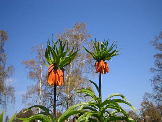 Kejsarkrona - Fritilaria Imperialis  
  
2014-04-20 IMG_0057  
Granudden  
Färjestaden  
Öland