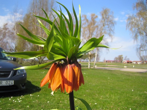 Kejsarkrona - Fritilaria Imperialis 
