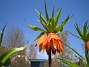 Kejsarkrona - Fritilaria Imperialis