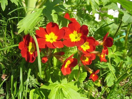 Primula