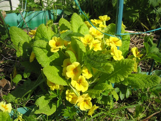 Primula 
