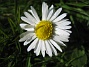 Bellis  
  
2014-04-29 IMG_0023