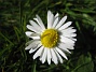 Bellis  
  
2014-04-29 IMG_0024