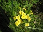 Primula