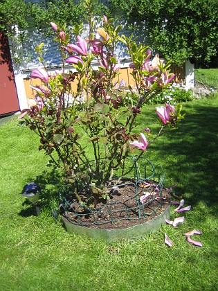 Magnolia 
