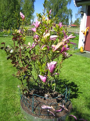 Magnolia  
  
2014-05-17 IMG_0034  
Granudden  
Färjestaden  
Öland