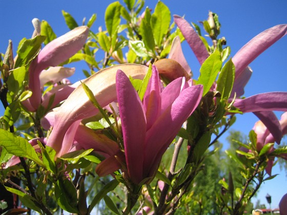 Magnolia 
