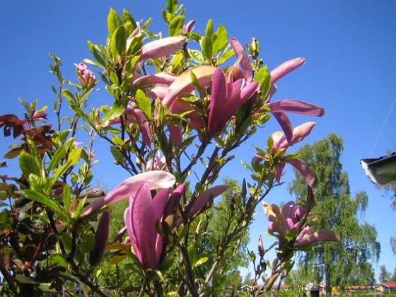 Magnolia