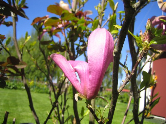 Magnolia 
