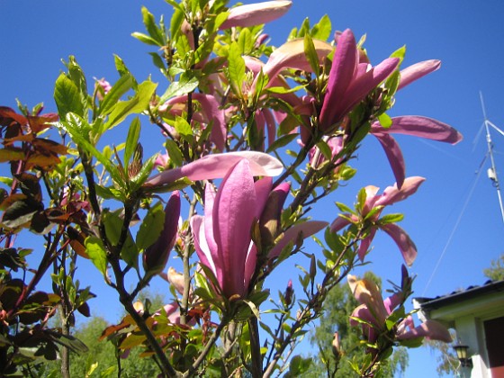 Magnolia